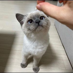 Meet your Posher, Devin